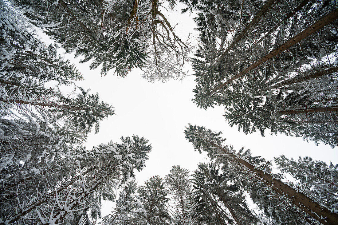 Trees in a forest