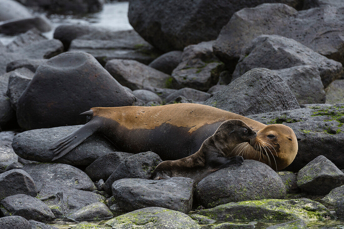 Galapagos sea lion with its pup