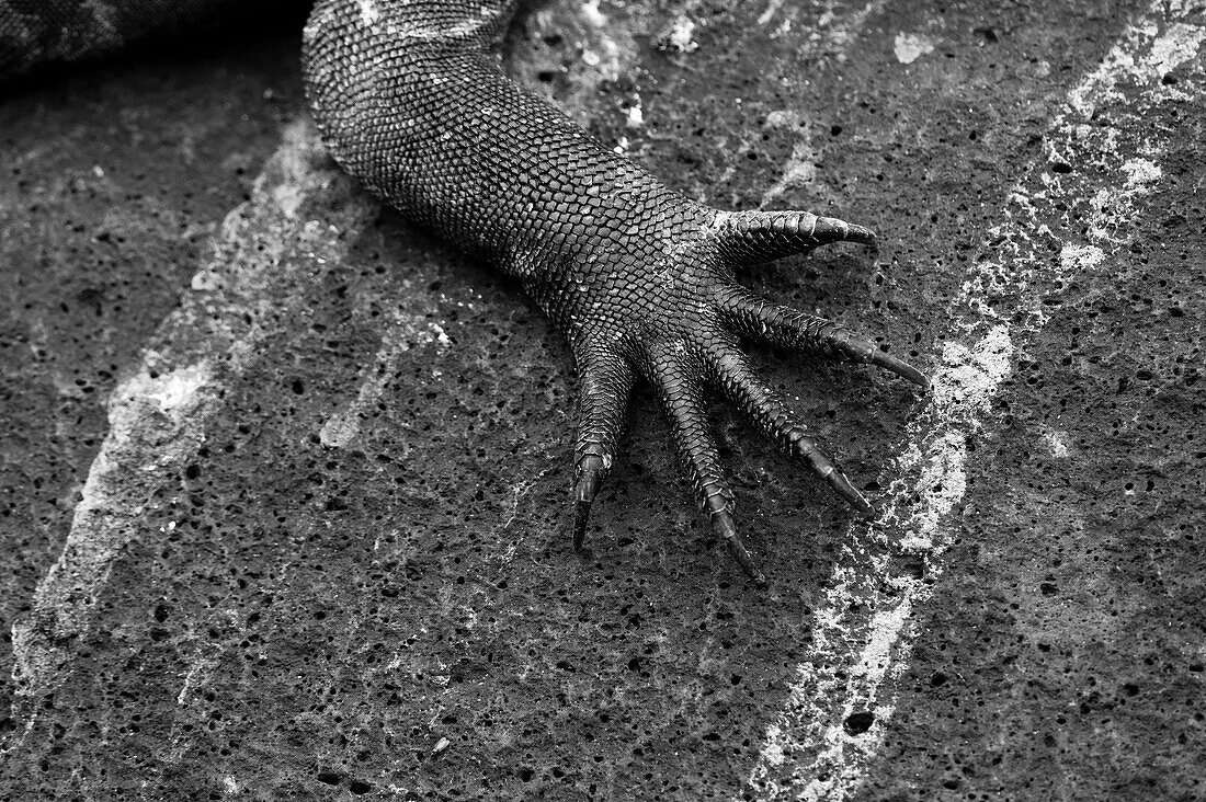 Close up of a marine iguana foot