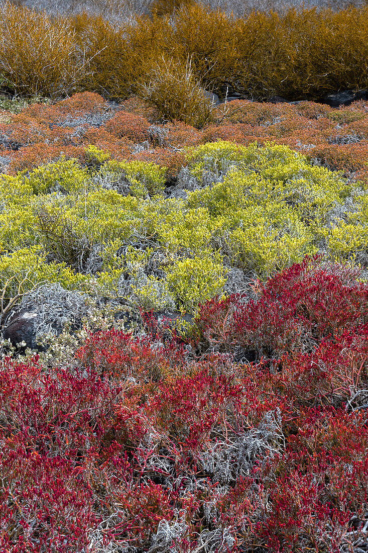 Colorful vegetation on Punta Suarez, Espanola Island, Galapagos, Ecuador
