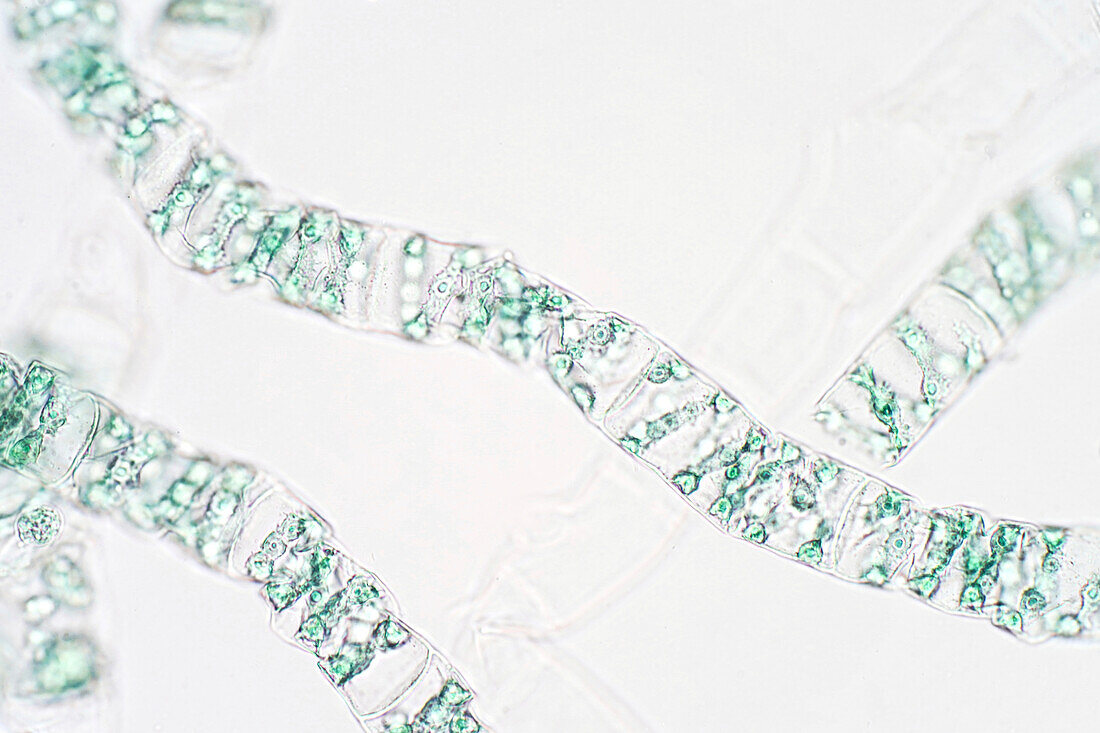 Spirogyra algae, light micrograph