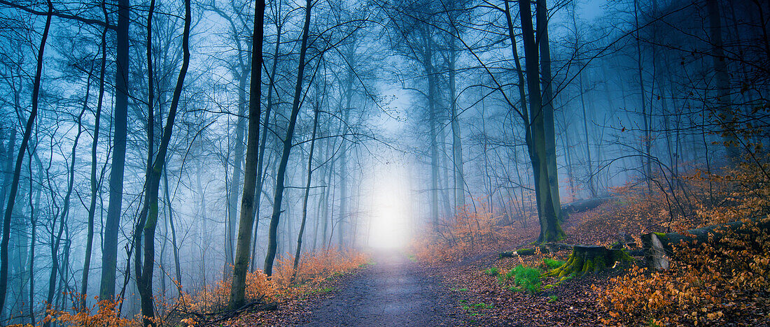 Foggy forest on a path