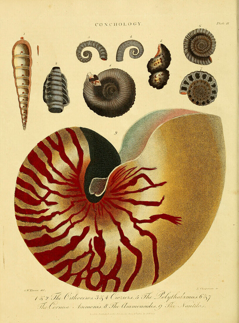 Nautilus shell, 19th century illustration