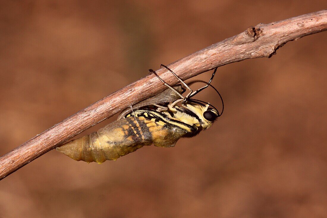 Swallowtail butterfly emerging from cocoon