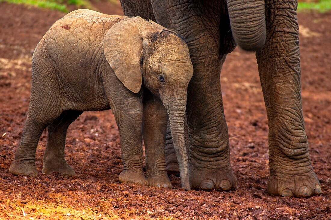 Juvenile African bush elephant