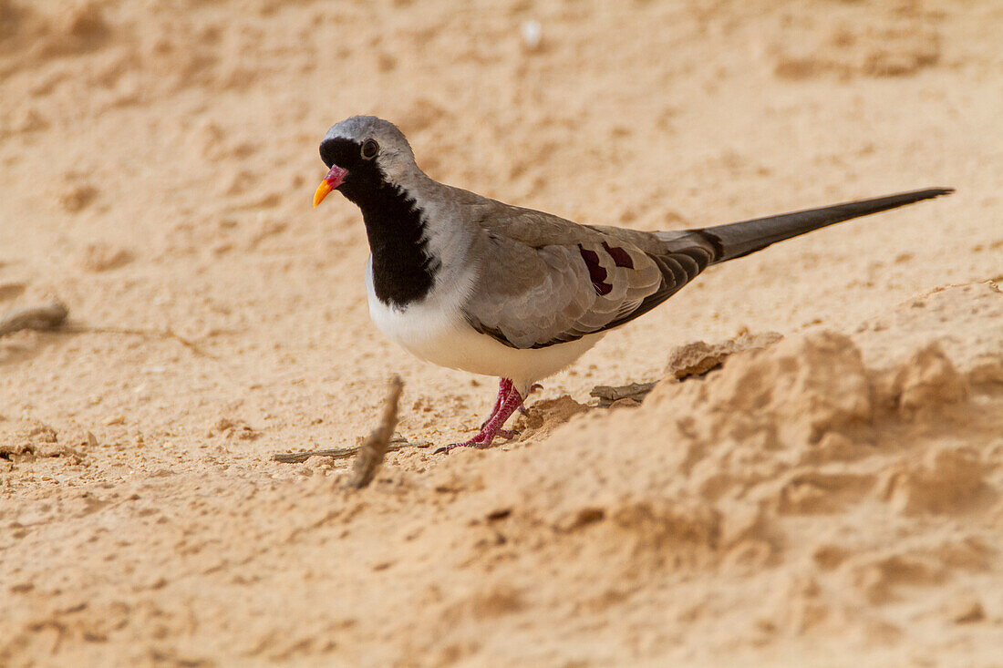 Male Namaqua dove