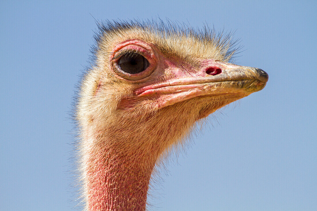 Common ostrich