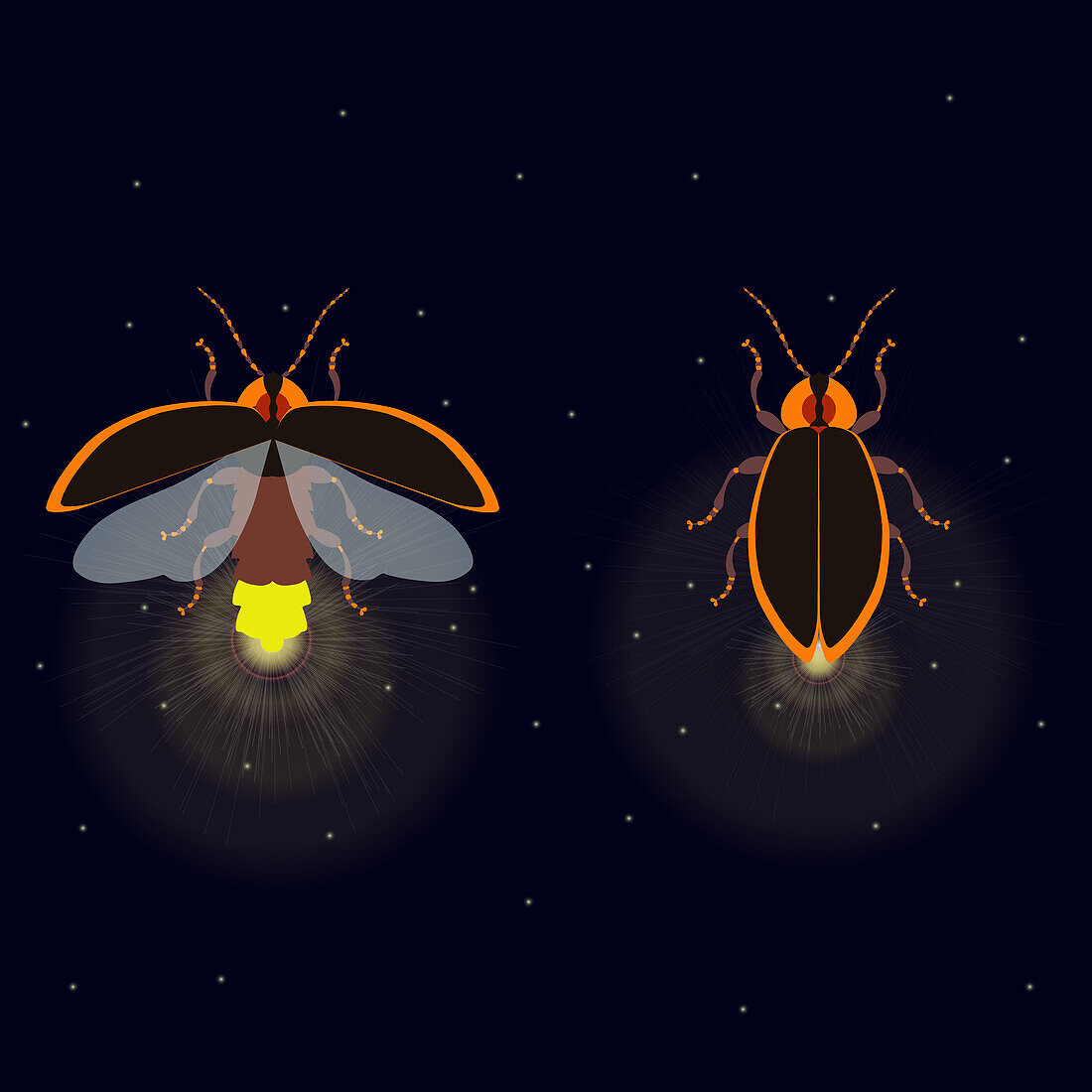 Firefly insects, conceptual illustration