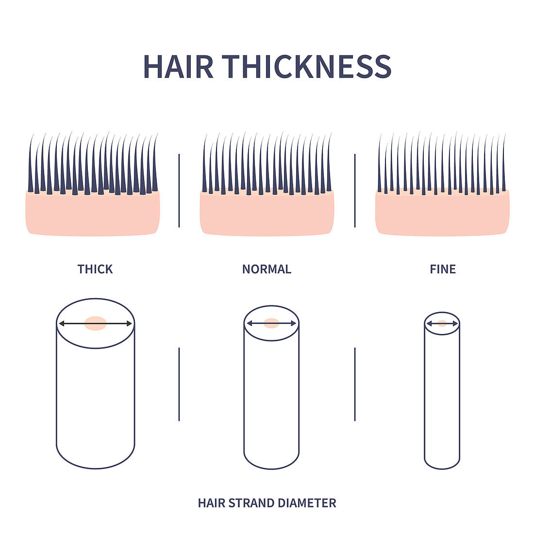 Hair thickness types, conceptual illustration