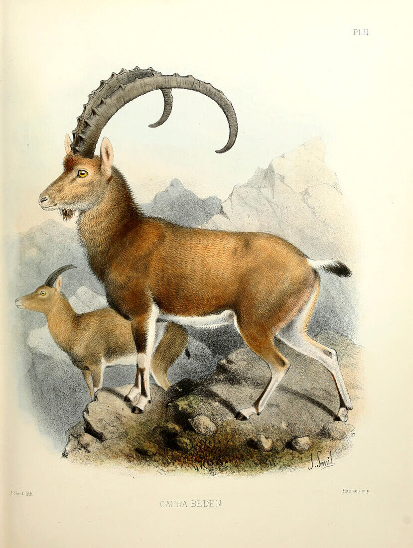 Nubian ibex, 19th century illustration