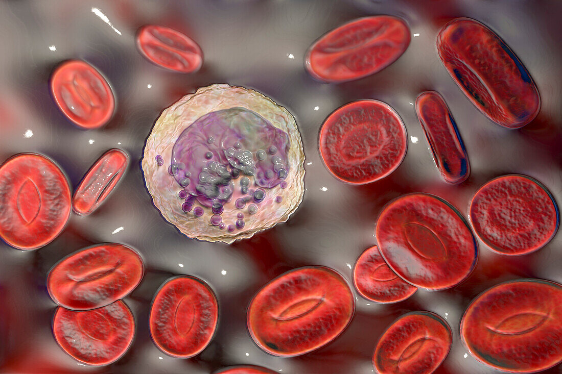 Basophil and red blood cell, illustration