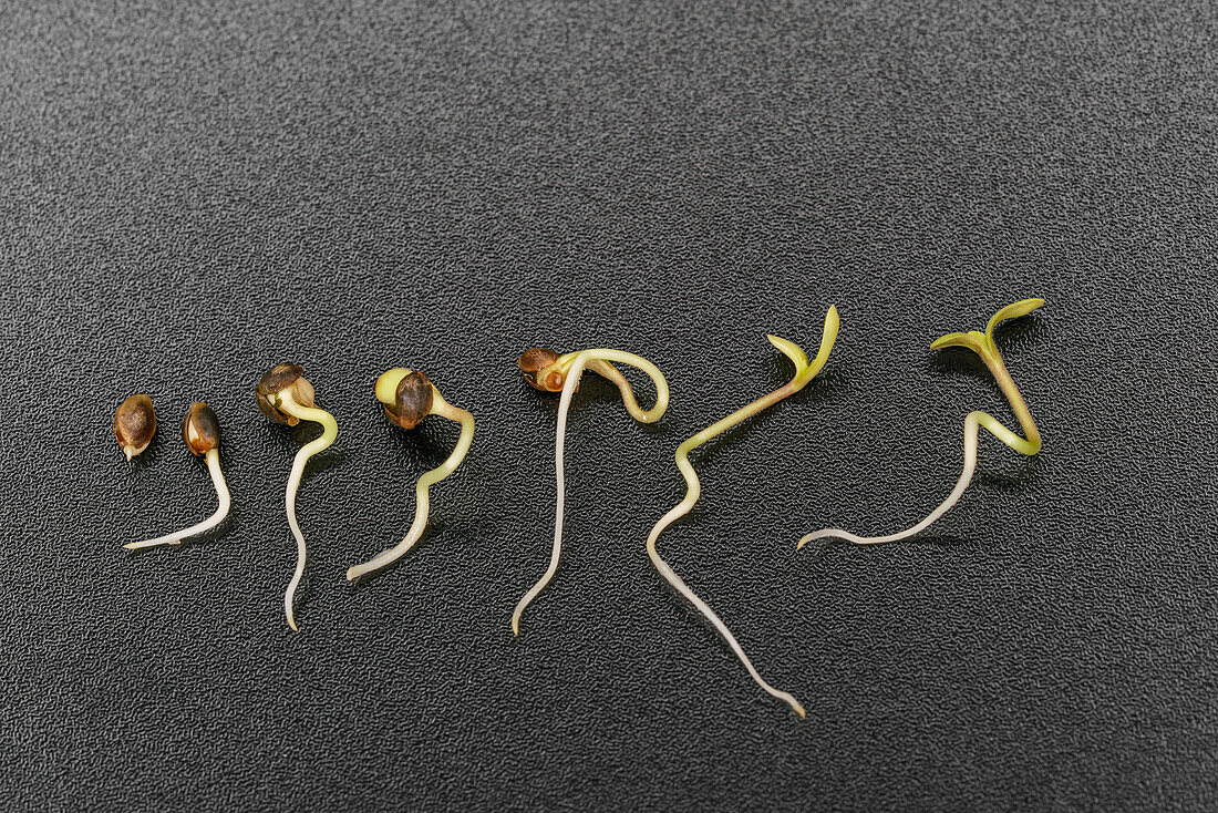 Timelapse of hemp seed germination