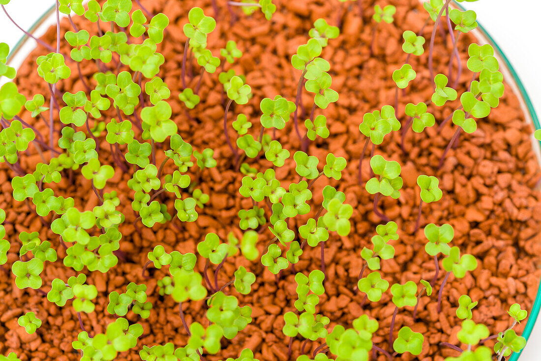 Growing microgreen plants for salad
