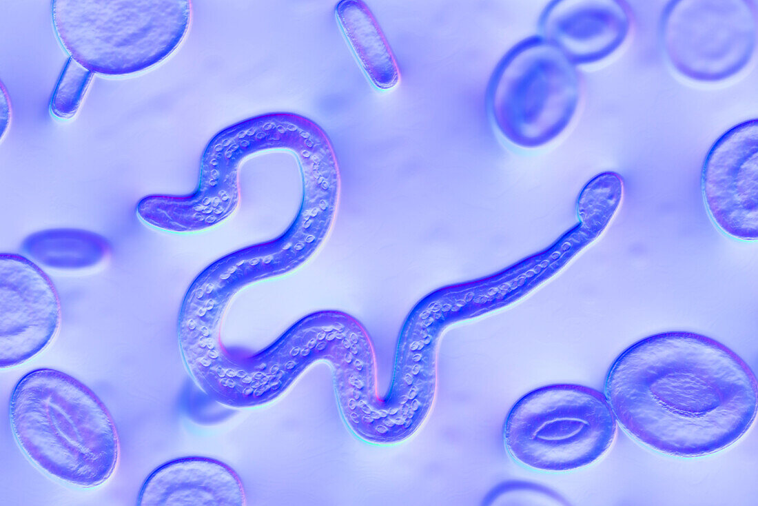 Brugia malayi parasitic worm, illustration