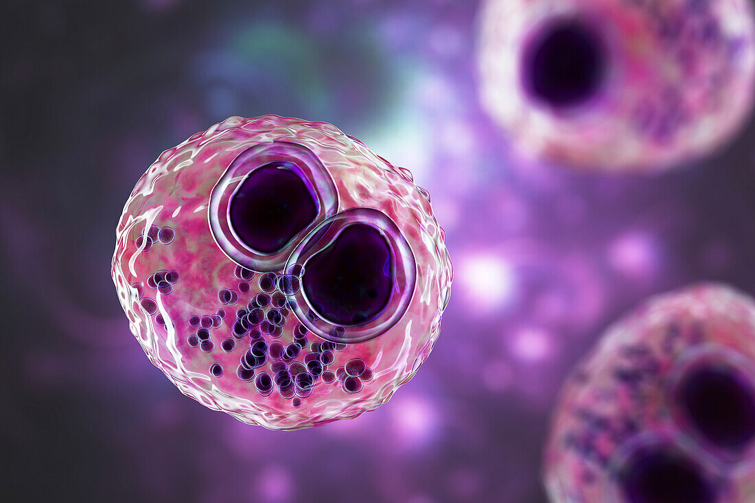Human cytomegaloviruses in a cell, illustration