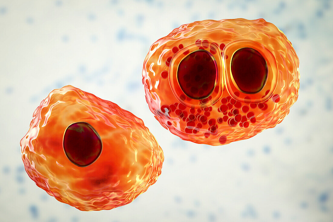 Healthy cell and cytomegaloviruses infection, illustration