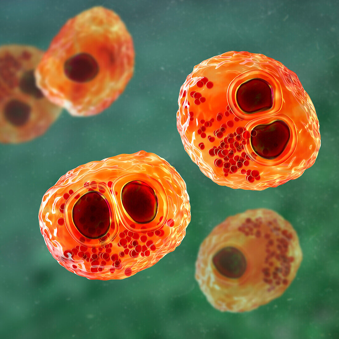 Human cytomegaloviruses in a cell, illustration