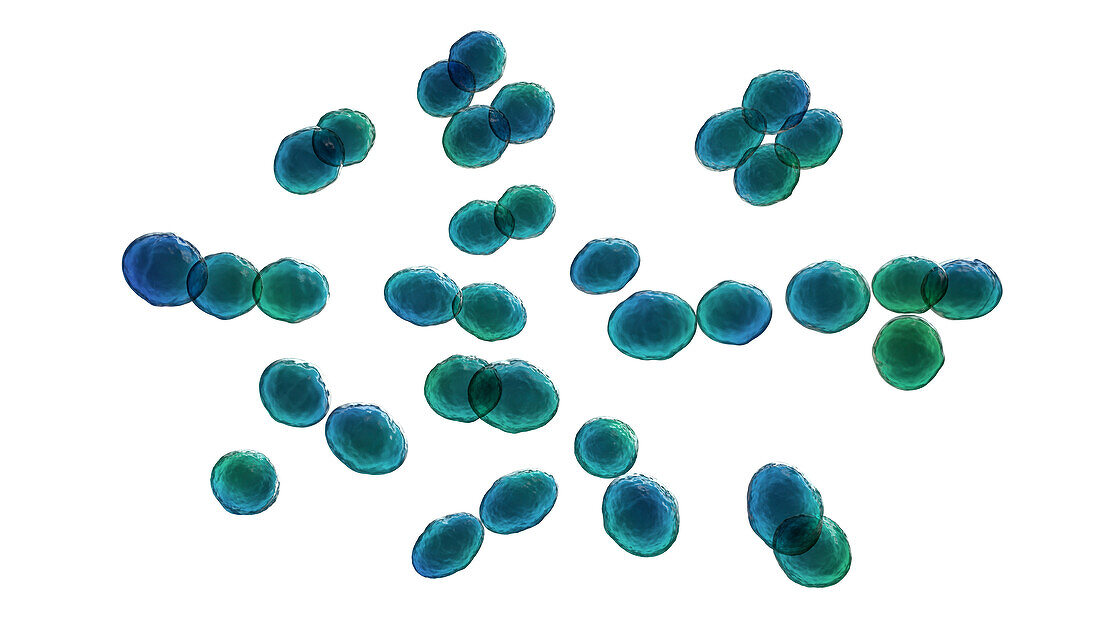 Lactococcus bacteria, illustration