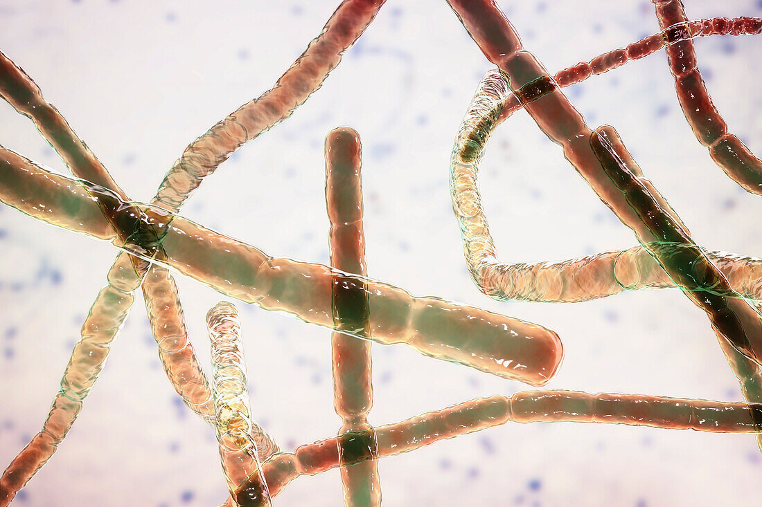 Nocardia bacteria, illustration
