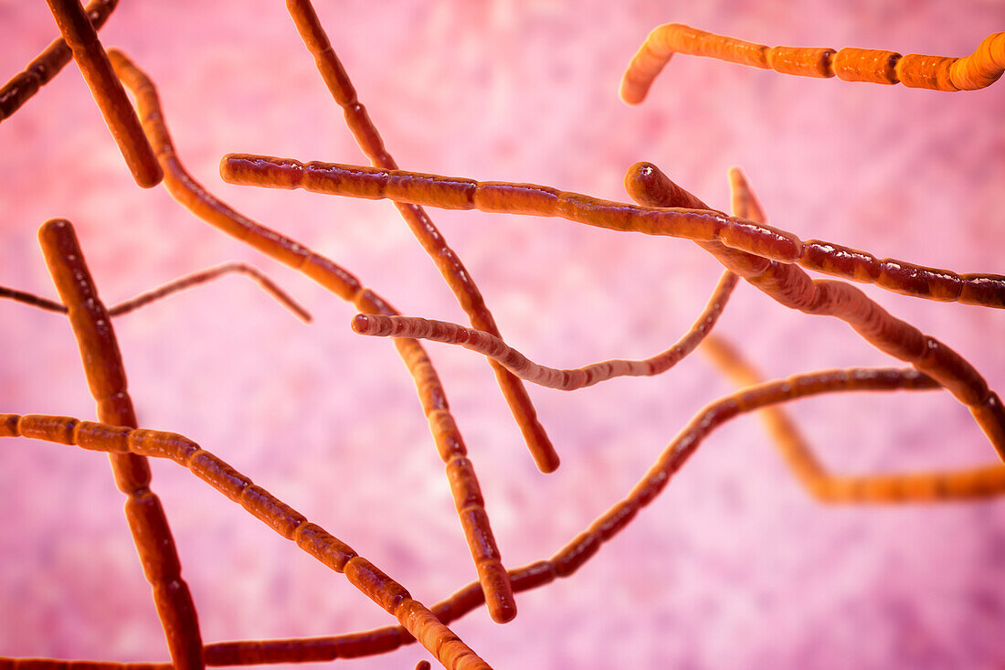Nocardia bacteria, illustration