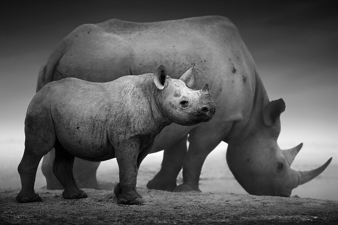 Black rhinoceros calf and cow