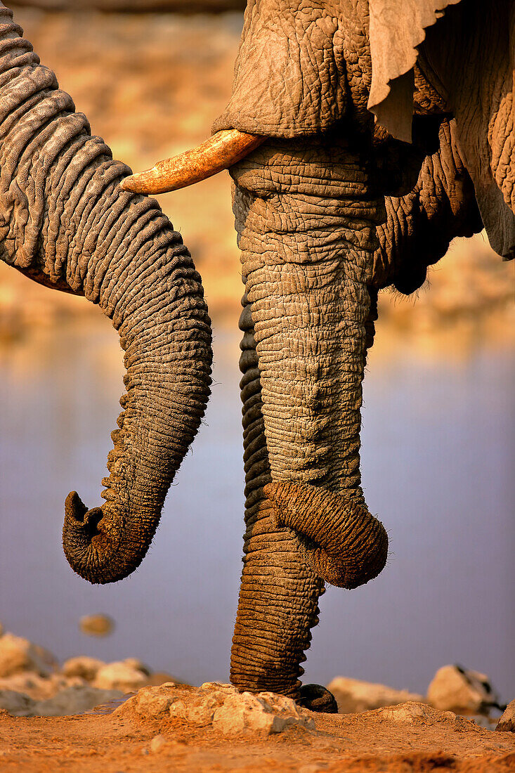 Elephant trunks interacting