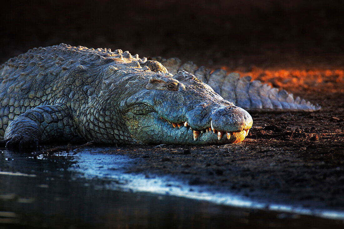 Nile crocodile on riverbank