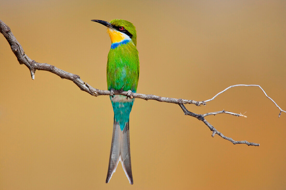 Swallow-tailed bee-eater