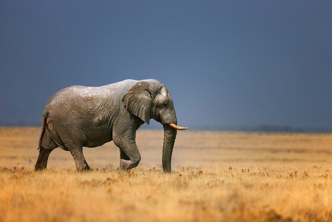 Elephant in grass field
