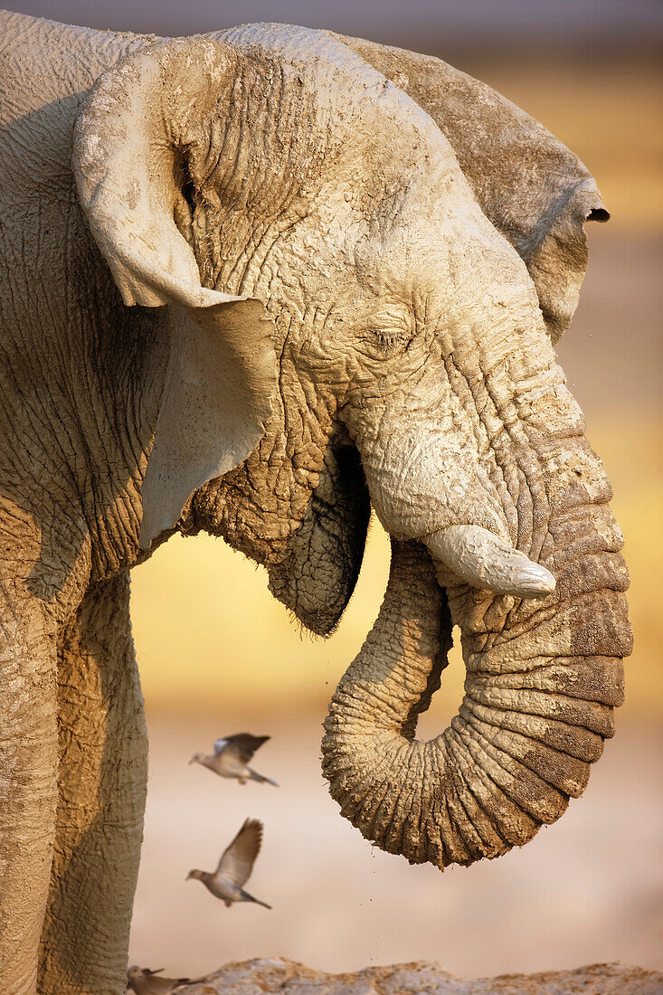 Muddy elephant