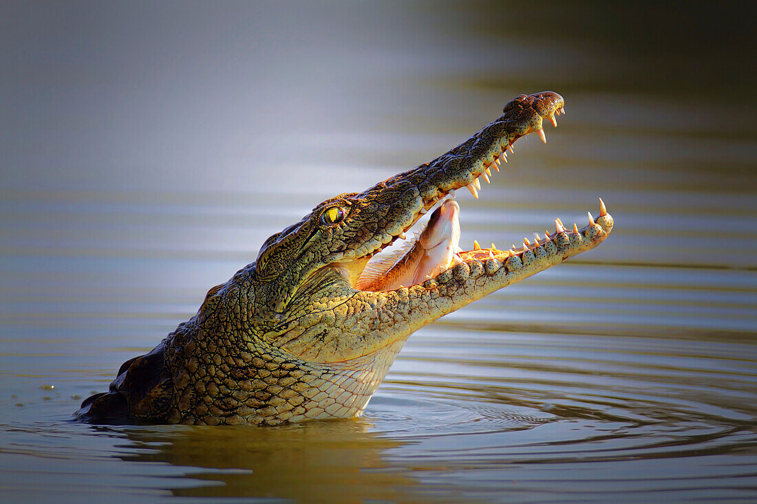 Nile crocodile swallowing fish