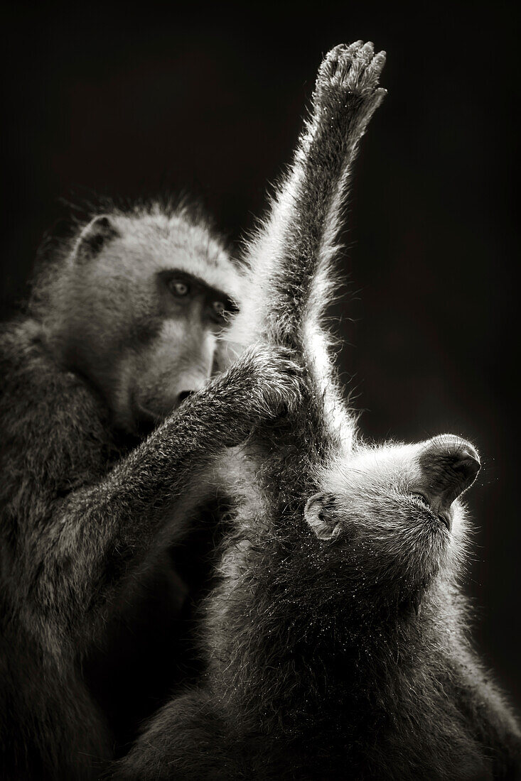 Chacma baboons grooming