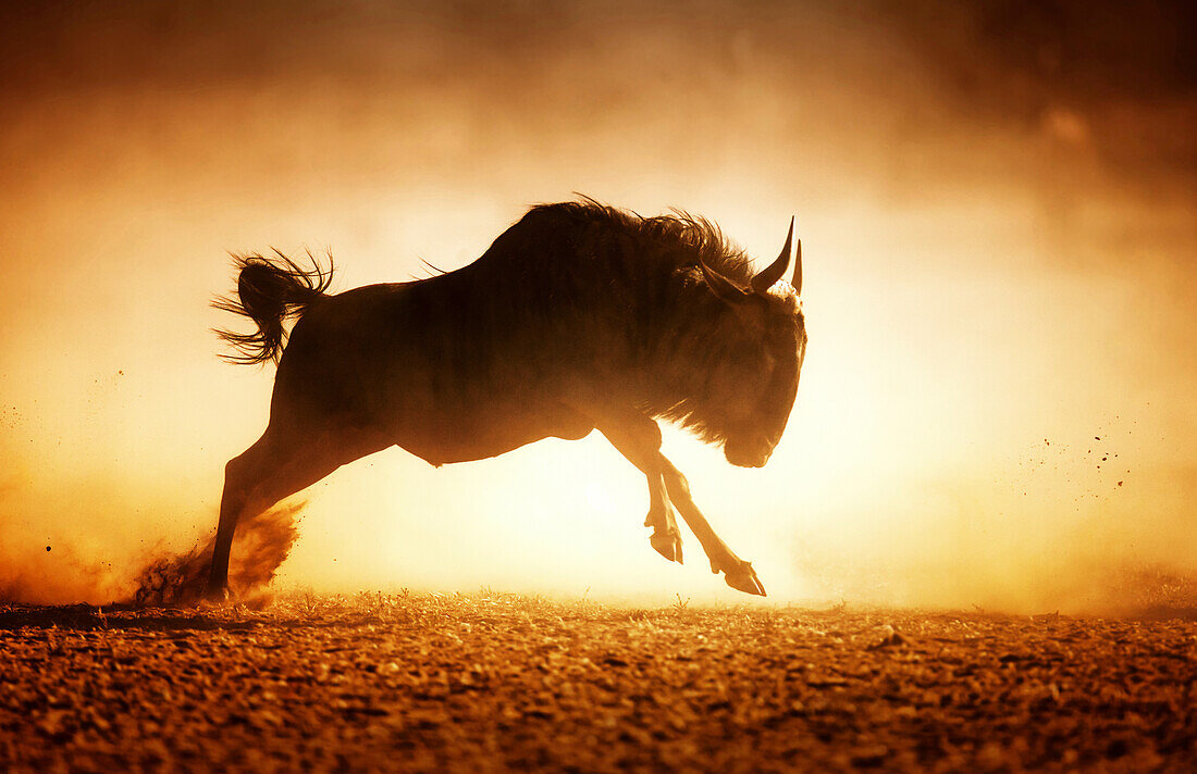 Blue wildebeest running in dust