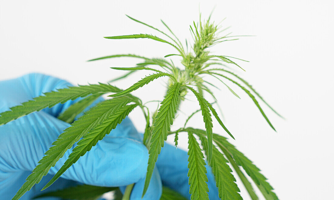 Researcher holding a cannabis plant