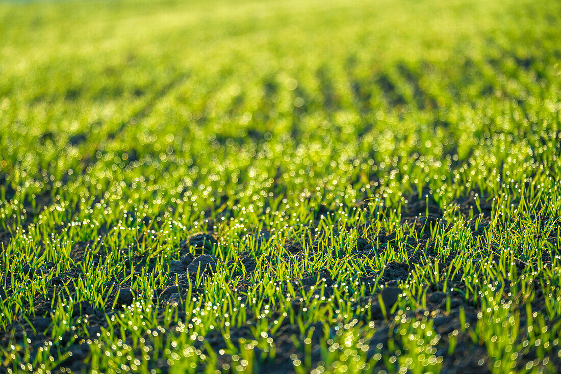 Field with sprouts of oats in the early morning