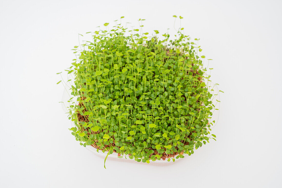 Microgreen plants