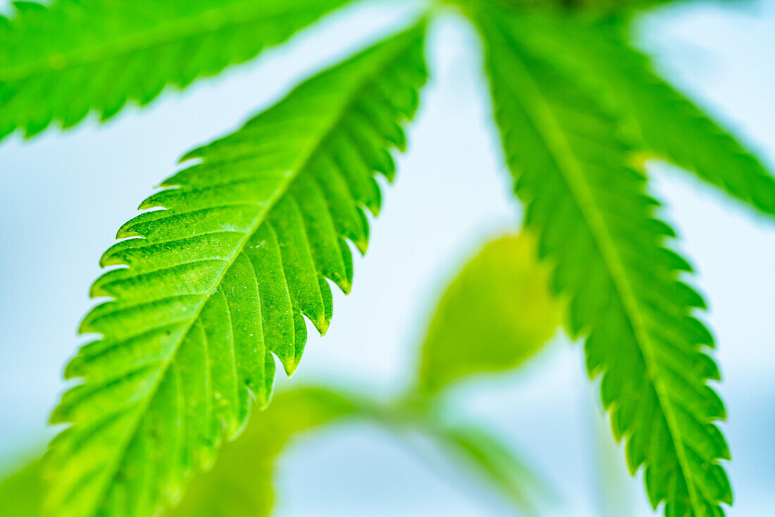 Marijuana bushes in a greenhouse