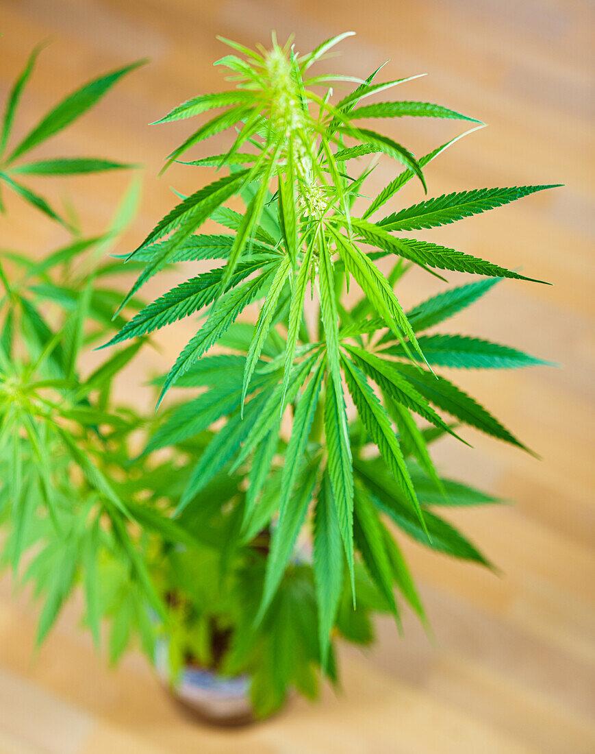 Cannabis leaves