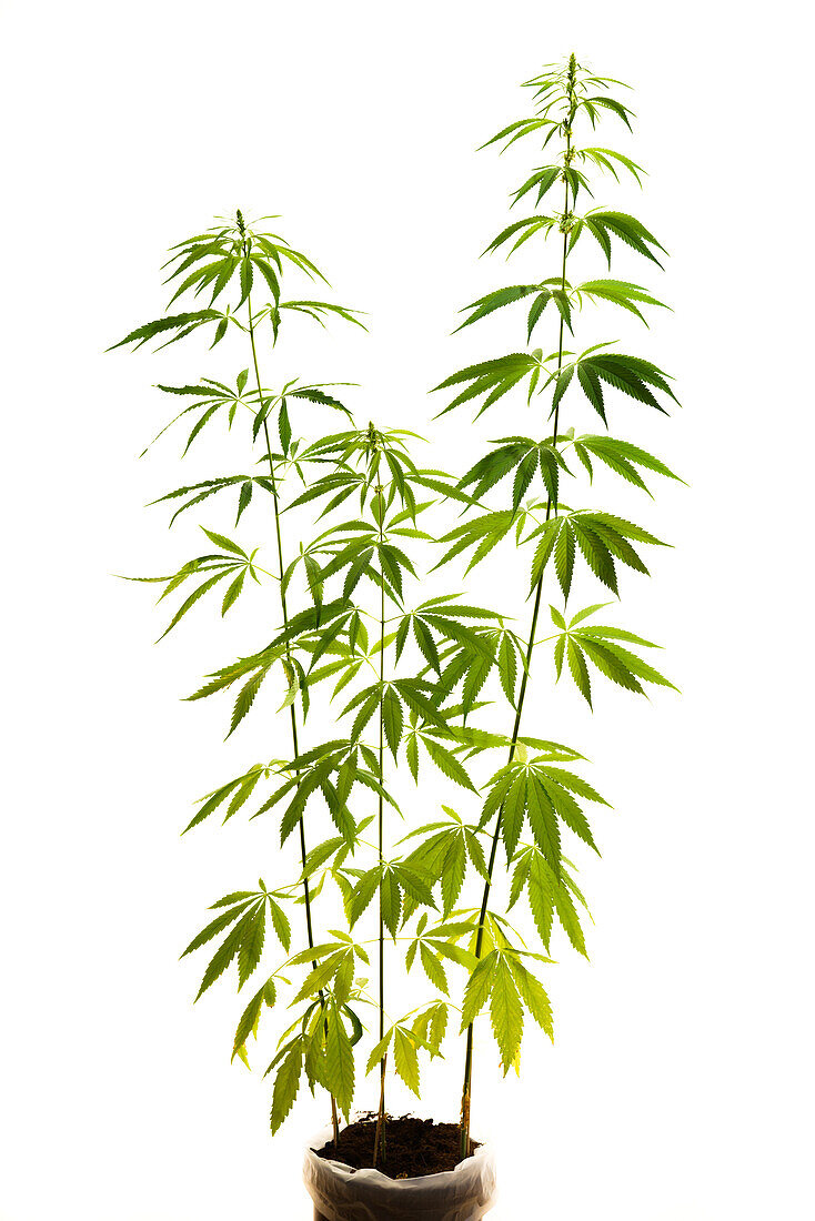 Cannabis plant