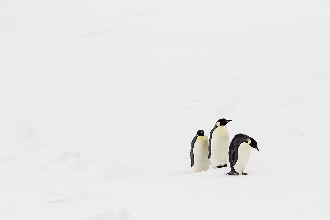 Emperor penguins walking