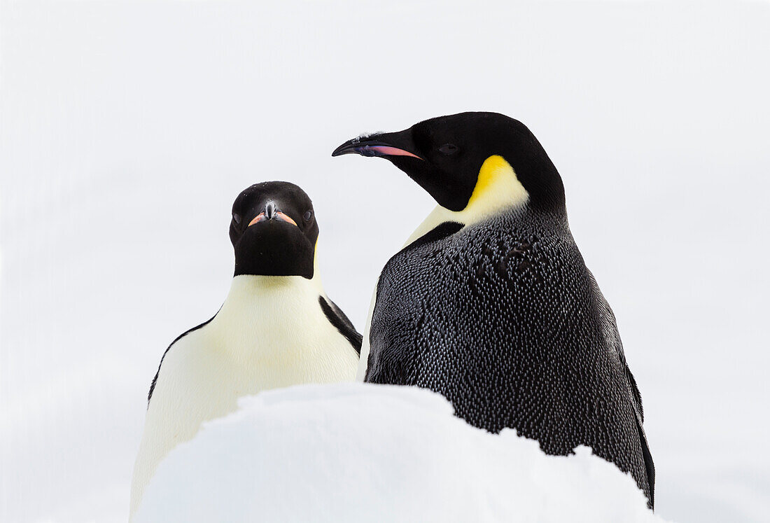 Pair of emperor penguins