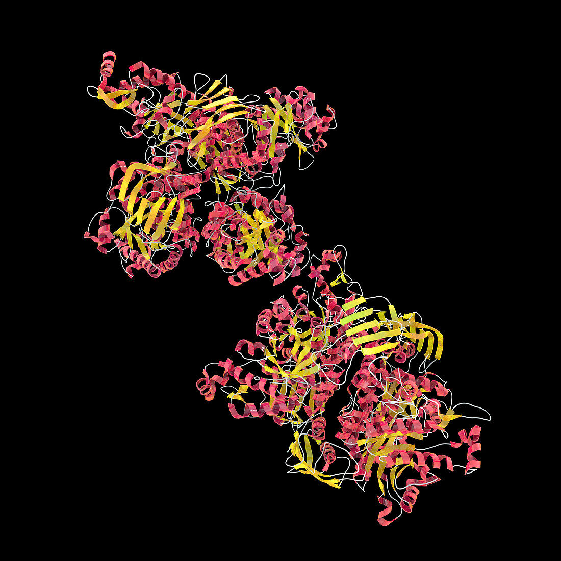 Beta-hexosaminidase A enzyme, illustration