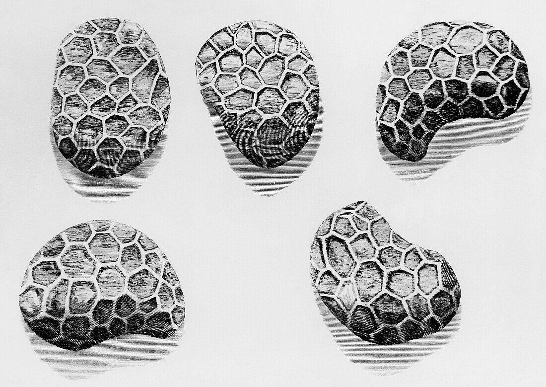 Poppy seeds drawing by Robert Hooke publised in 1665