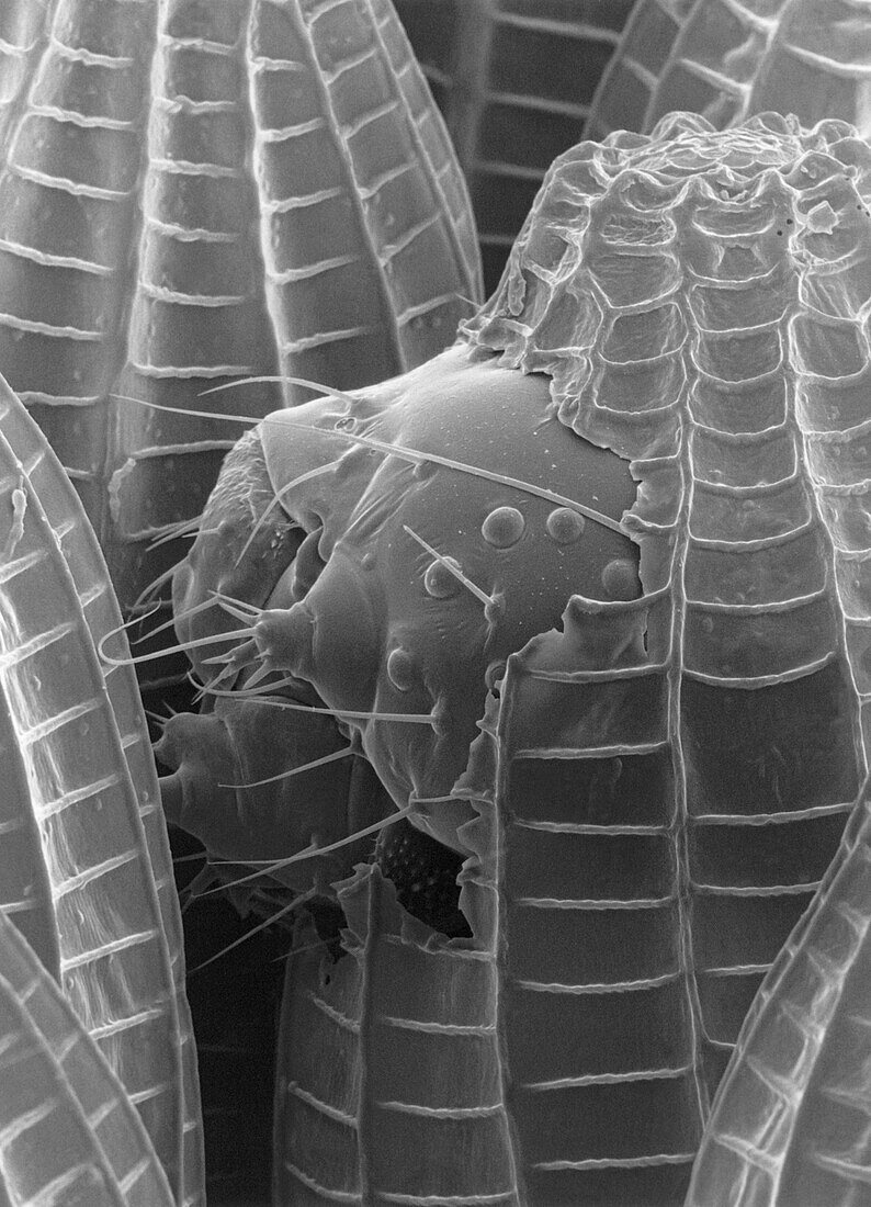 SEM of a hatching egg of the large white butterfly