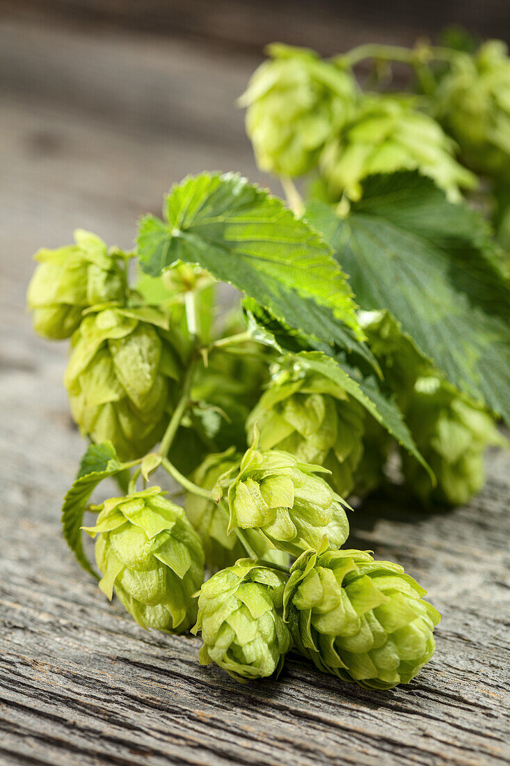 Hopfen