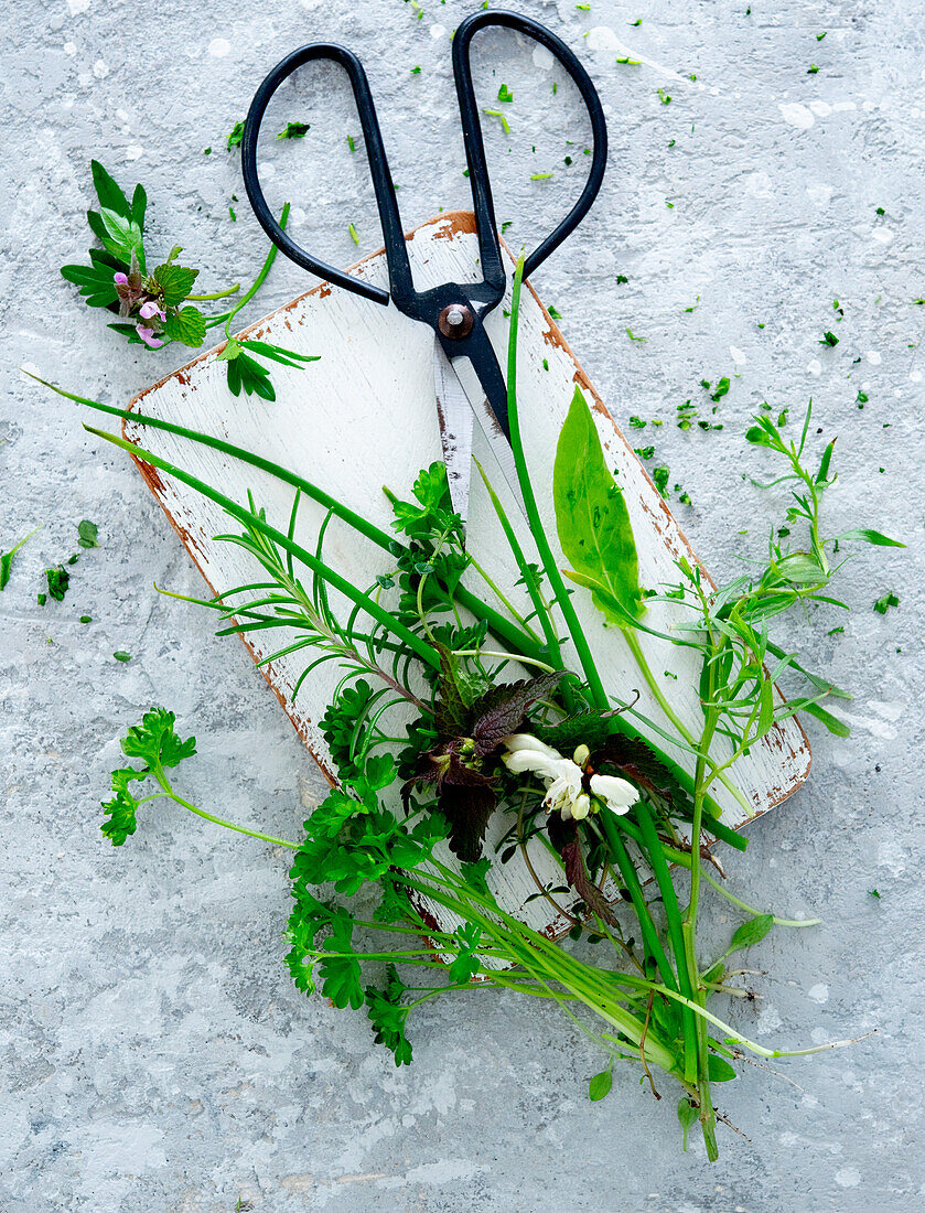 Fresh garden herbs with scissors
