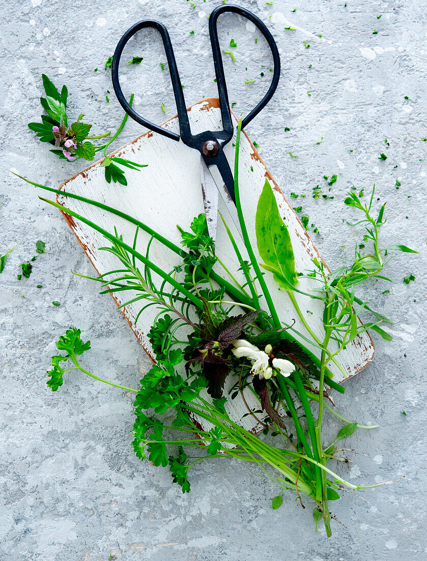 Frische Gartenkräuter mit Schere