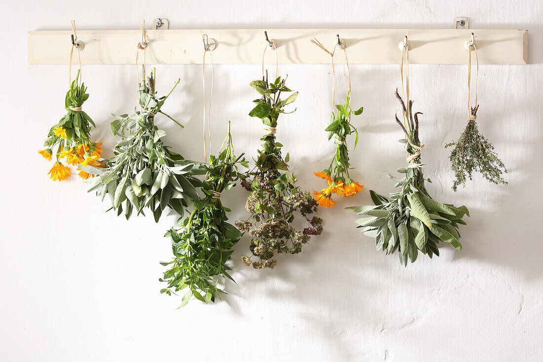 Hanging medicinal herbs to dry