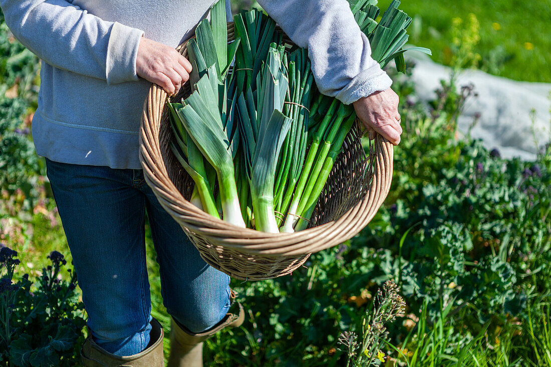 Frisch geernteter Lauch und Frühlingszwiebeln im Korb