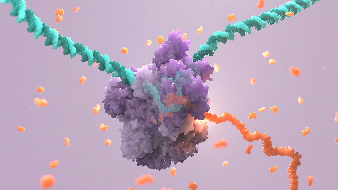 RNA polymerase transcribing DNA, illustration